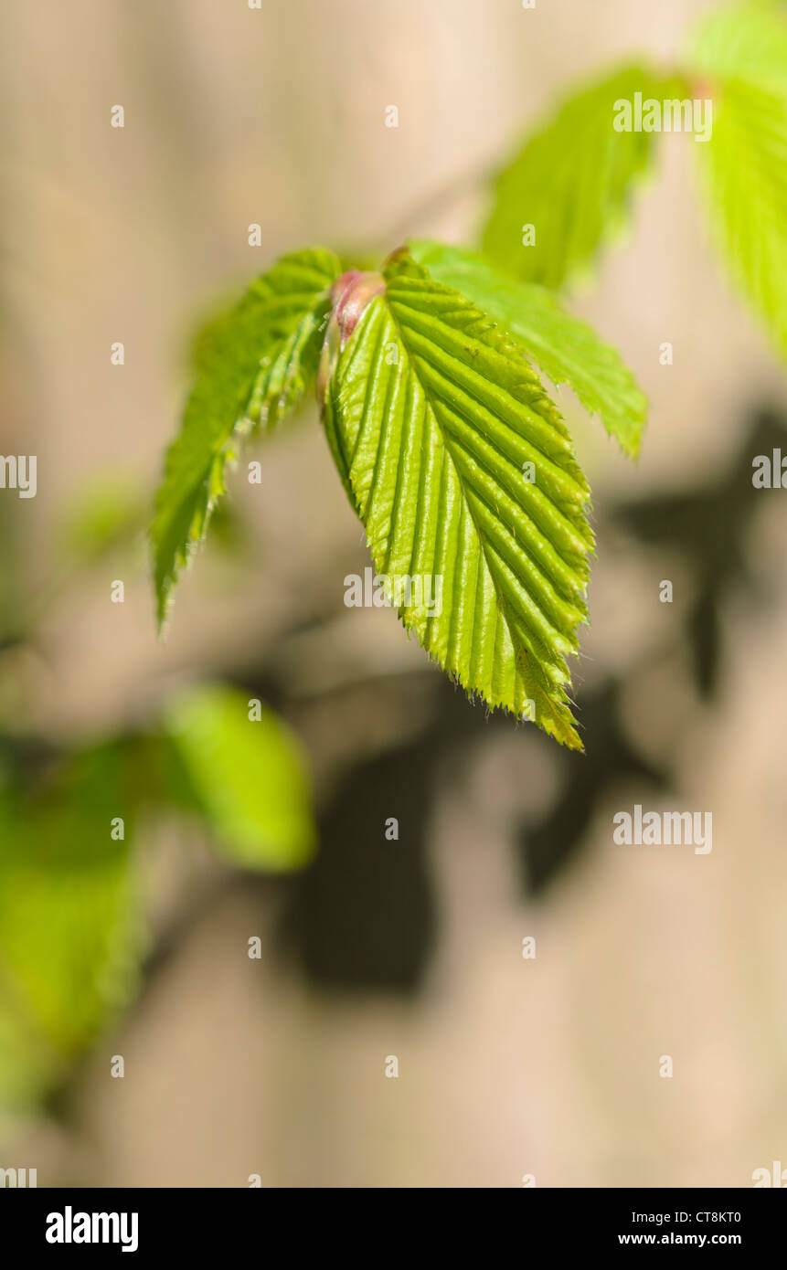 Gemeinsame Hainbuche (Carpinus betulus) Stockfoto