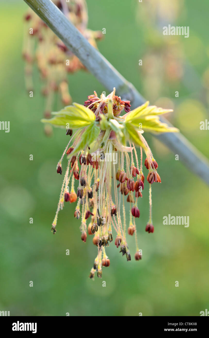 Ash-leaved Ahorn (Acer freemanii x) Stockfoto