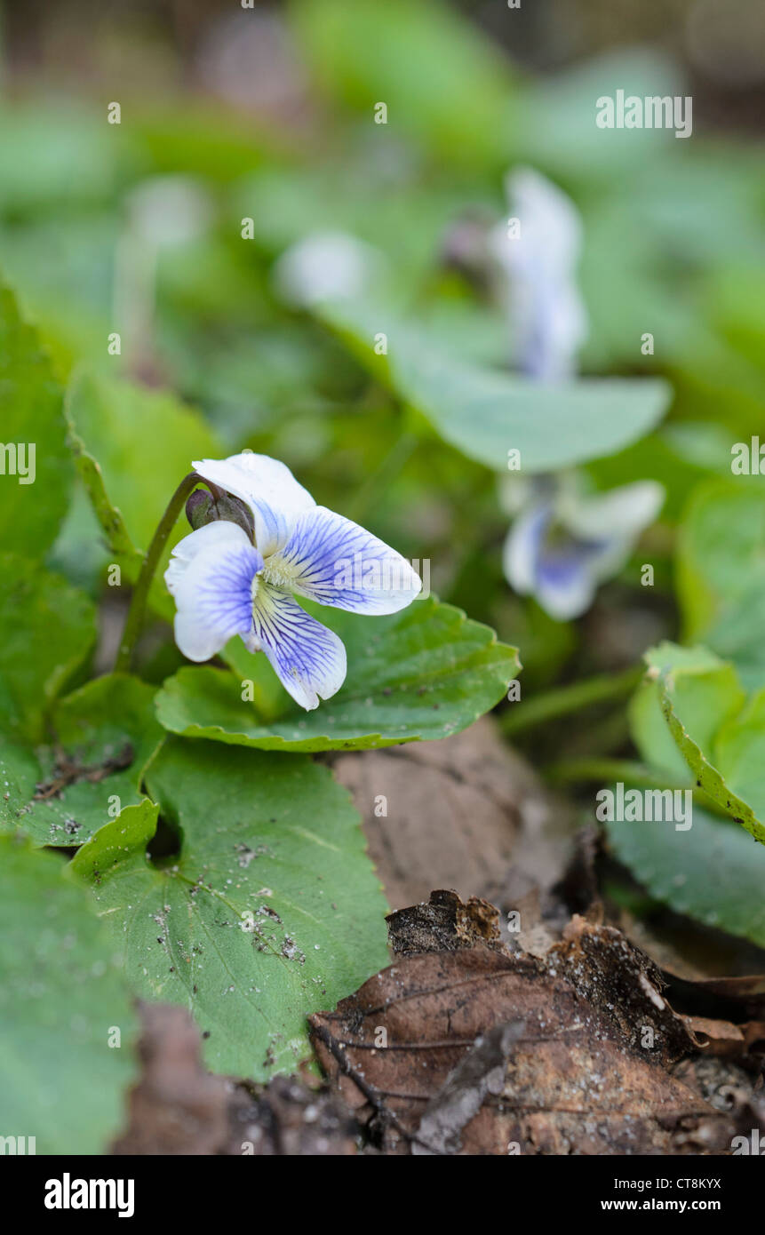 Gemeinsame blauen Veilchen (Viola sororia) Stockfoto