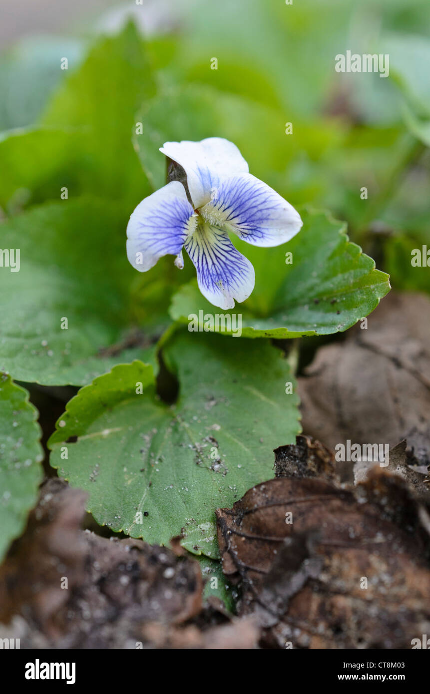 Gemeinsame blauen Veilchen (Viola sororia) Stockfoto