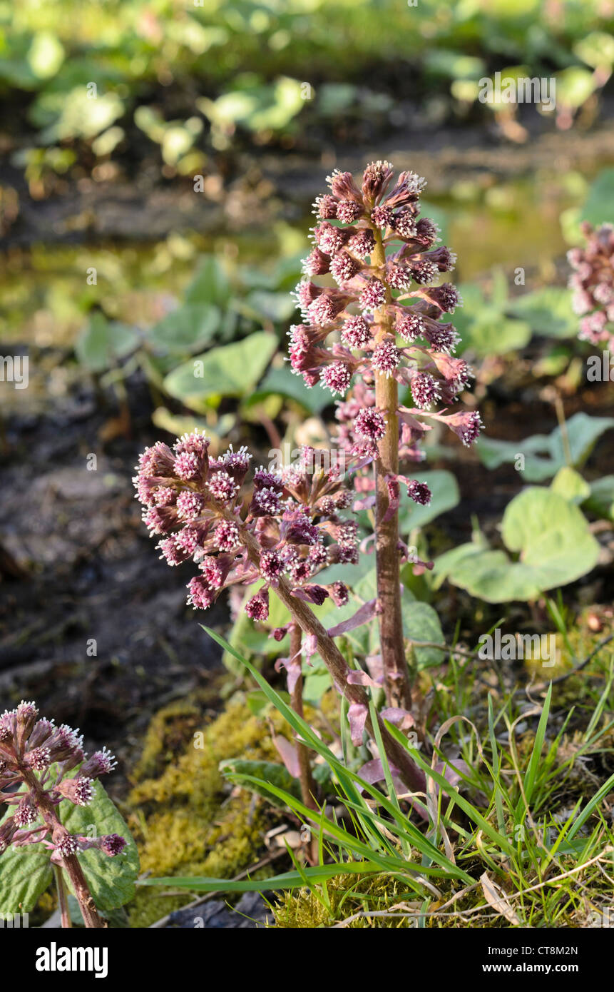 Gemeinsame Pestwurz (Petasites Hybridus) Stockfoto