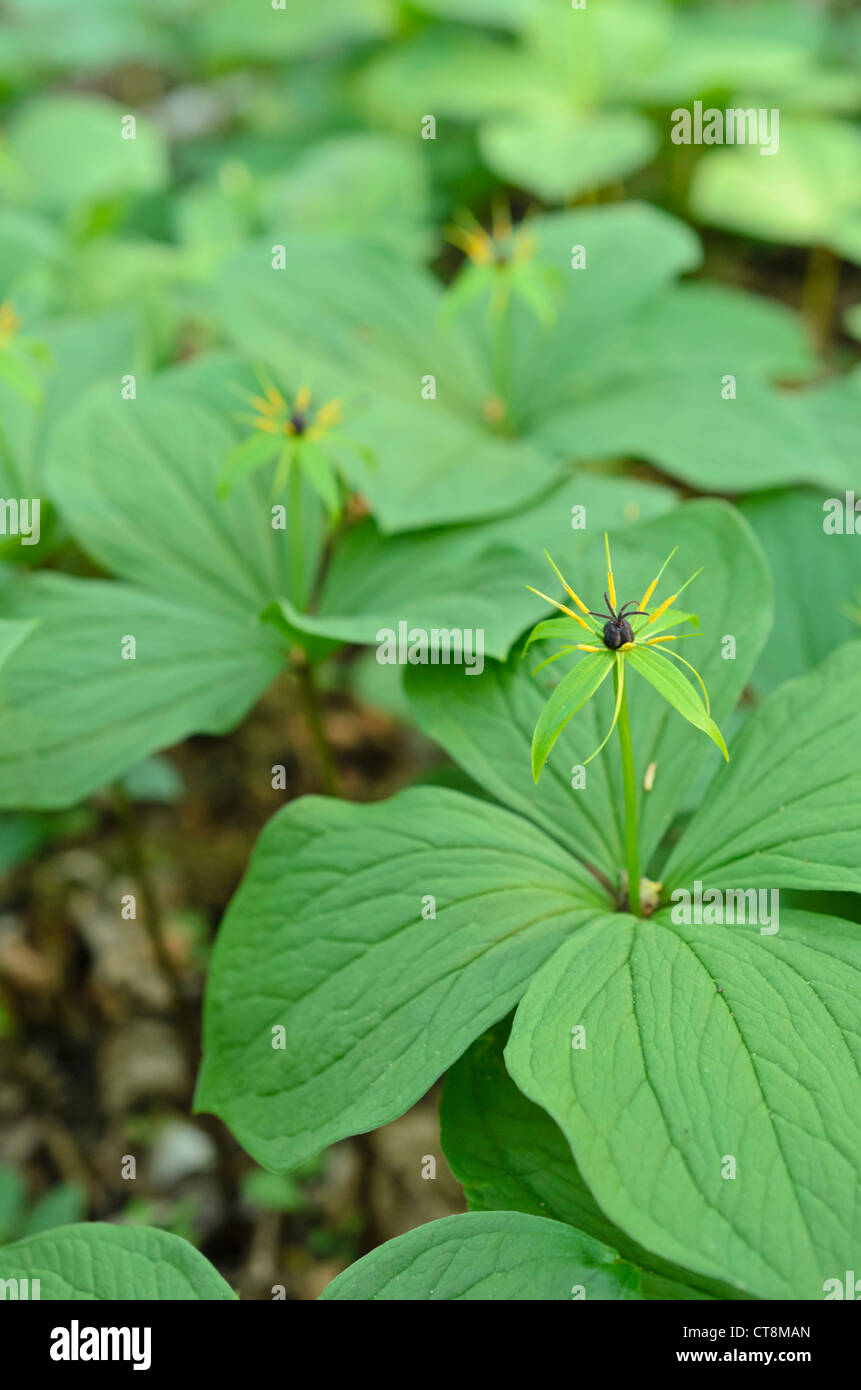 Kraut (Paris quadrifolia) Stockfoto