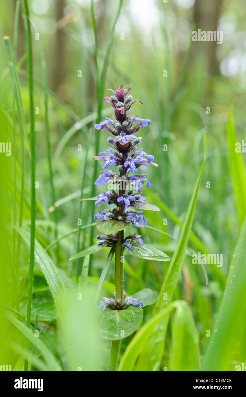 Teppich bugle (Ajuga reptans) Stockfoto