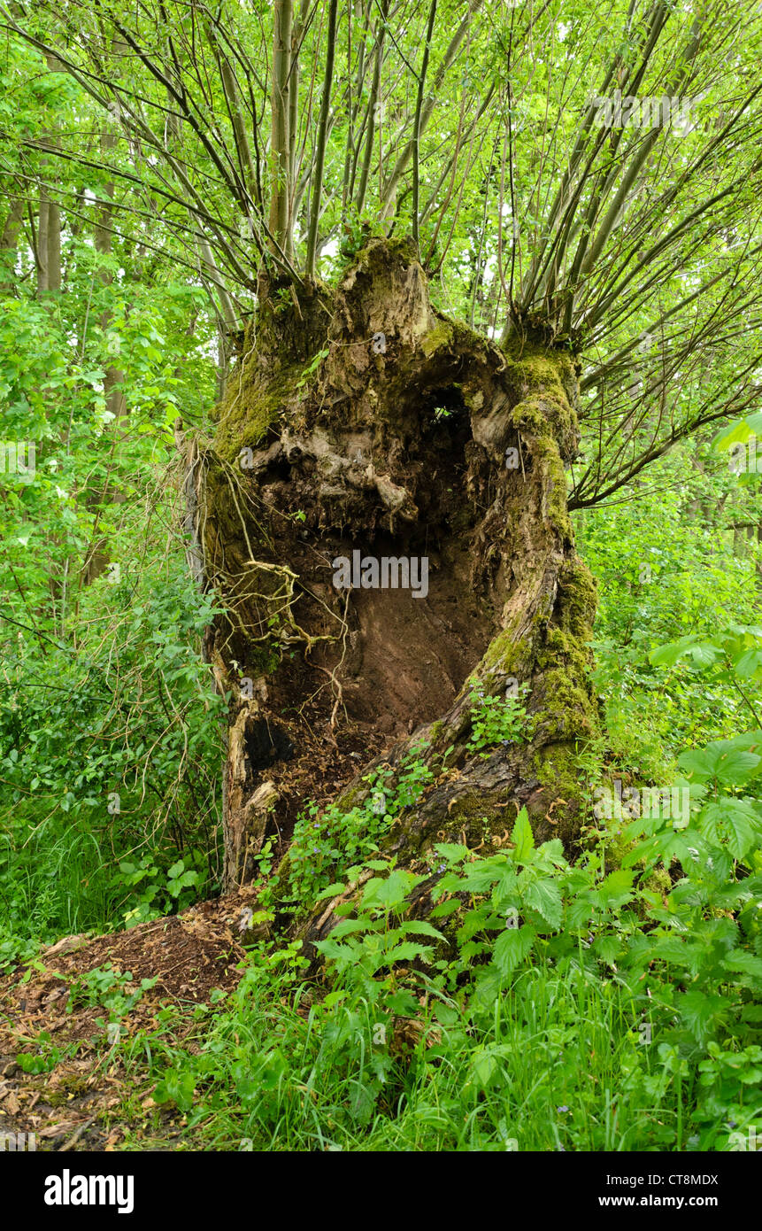 Pollarded Weide (Salix) Stockfoto