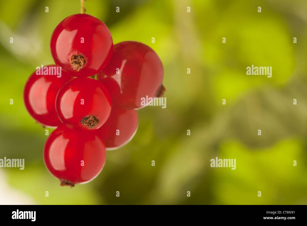 Nahaufnahme von roten Johannisbeeren auf grünen natürlichen Hintergrund Stockfoto