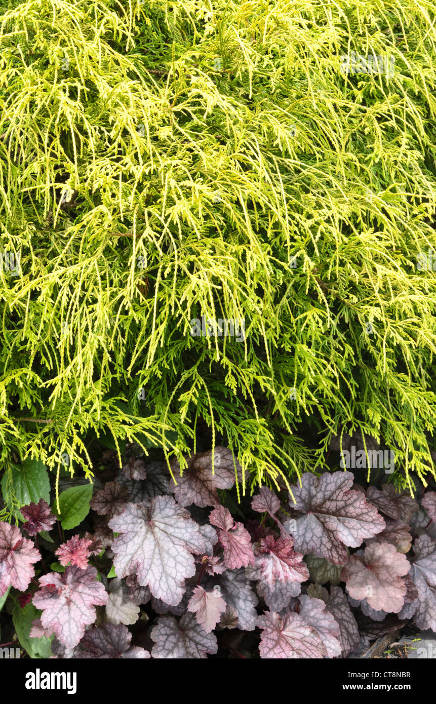 Sawara Zypresse (chamaecyparis pisifera 'Filifera Aurea') und alumroot (heuchera) Stockfoto