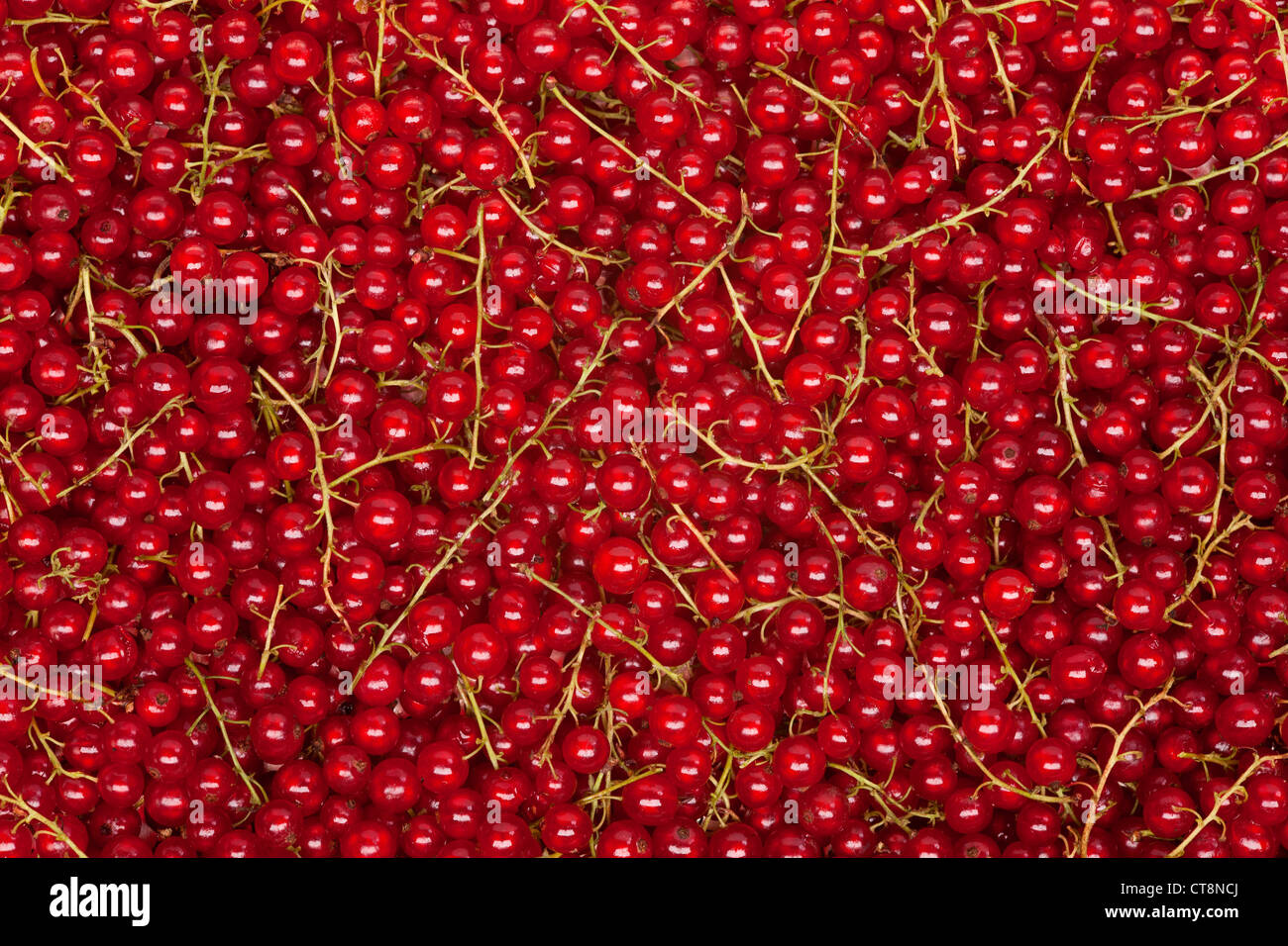 Johannisbeer-Hintergrund mit grünen Stielen, natürliche rote Textur Stockfoto