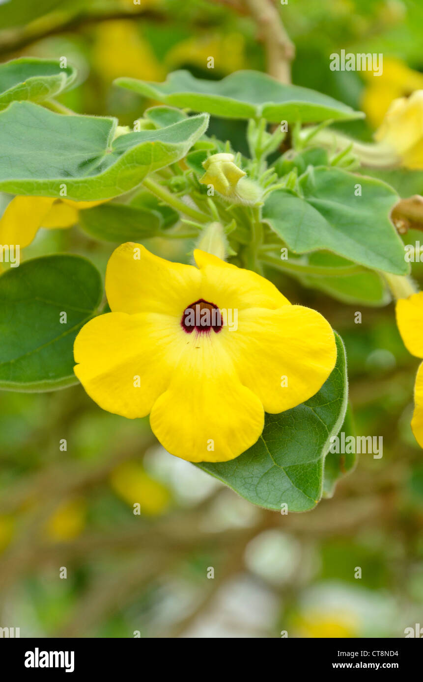 Saftige Sesam (uncarina grandidieri) Stockfoto