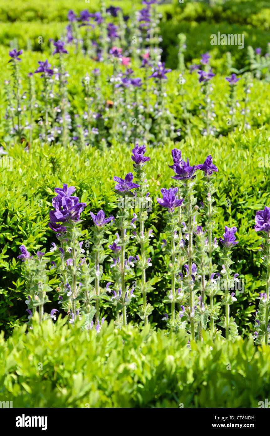 Salbei (Salvia viridis 'Marble Arch Blue' syn. Salvia horminum 'Marble Arch Blue') und koreanischer Buchsbaum (Buxus sinica var. insularis 'Justin Stockfoto