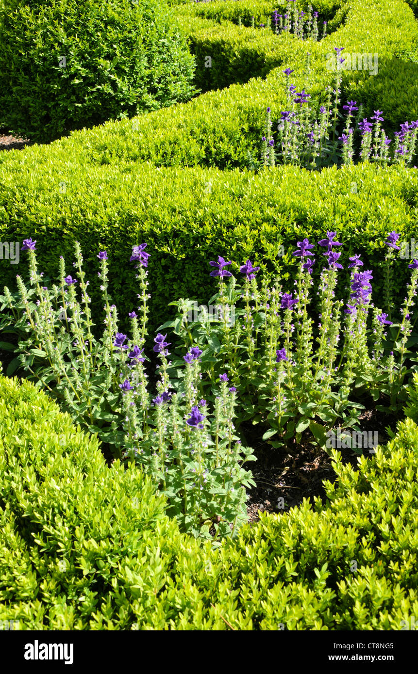 Salbei (Salvia viridis 'Marble Arch Blue' syn. Salvia horminum 'Marble Arch Blue') und koreanischer Buchsbaum (Buxus sinica var. insularis 'Justin Stockfoto