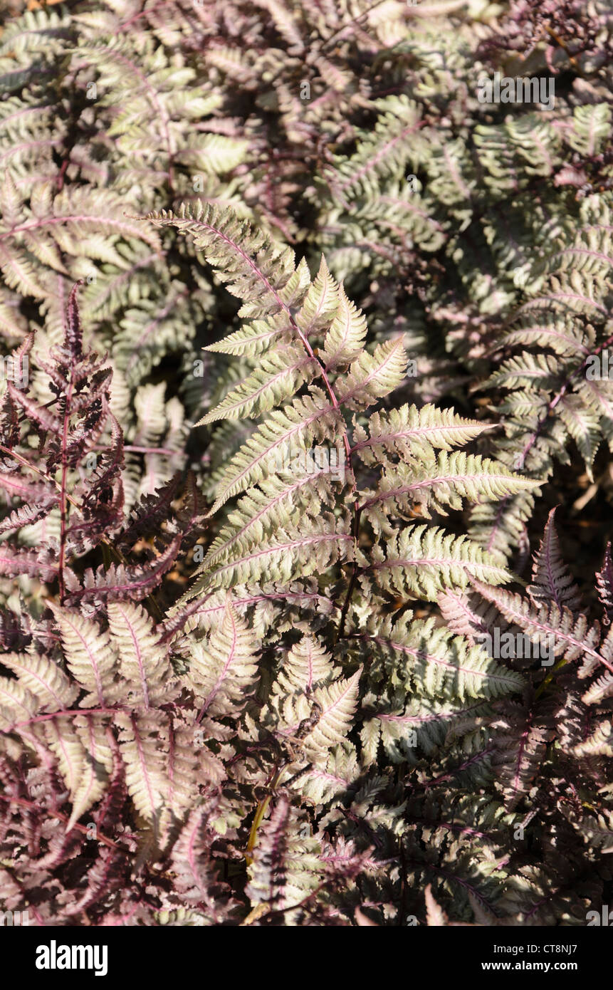 Japanisch bemalter Farn (Athyrium niponicum var. pictum 'Ursula's Red') Stockfoto