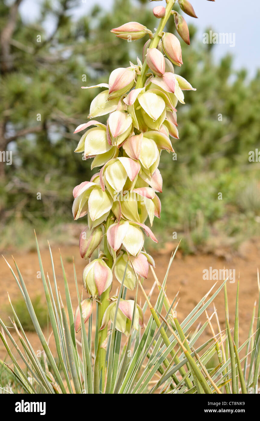 Great Plains Yucca (Yucca Hastata) Stockfoto