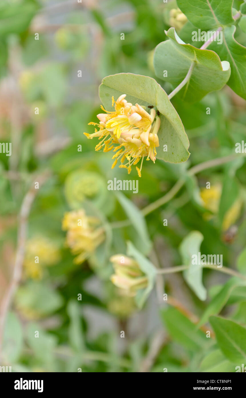 Traube Geißblatt (Lonicera reticulata