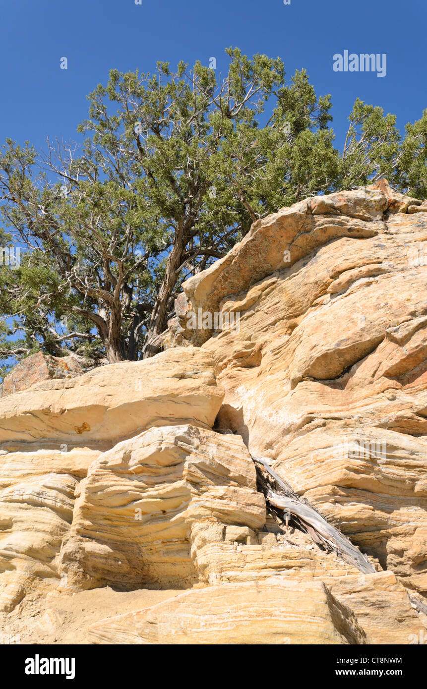 Utah Wacholderbeeren (Juniperus osteosperma), Utah, USA Stockfoto
