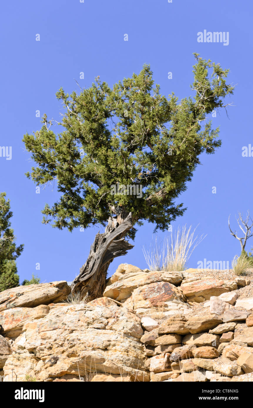 Utah Wacholderbeeren (Juniperus osteosperma), Utah, USA Stockfoto