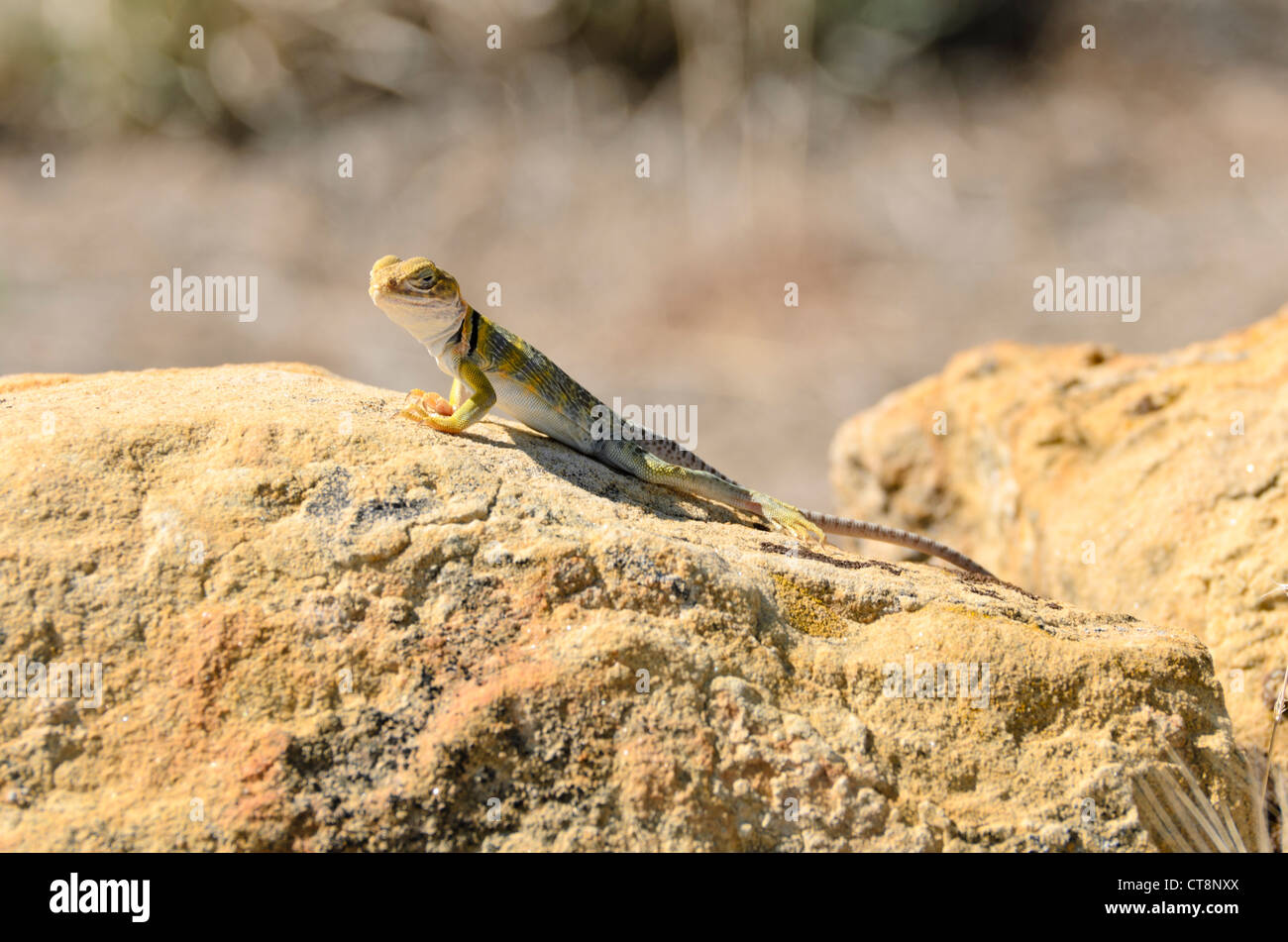 Collared Lizard (crotaphytus collaris) Stockfoto