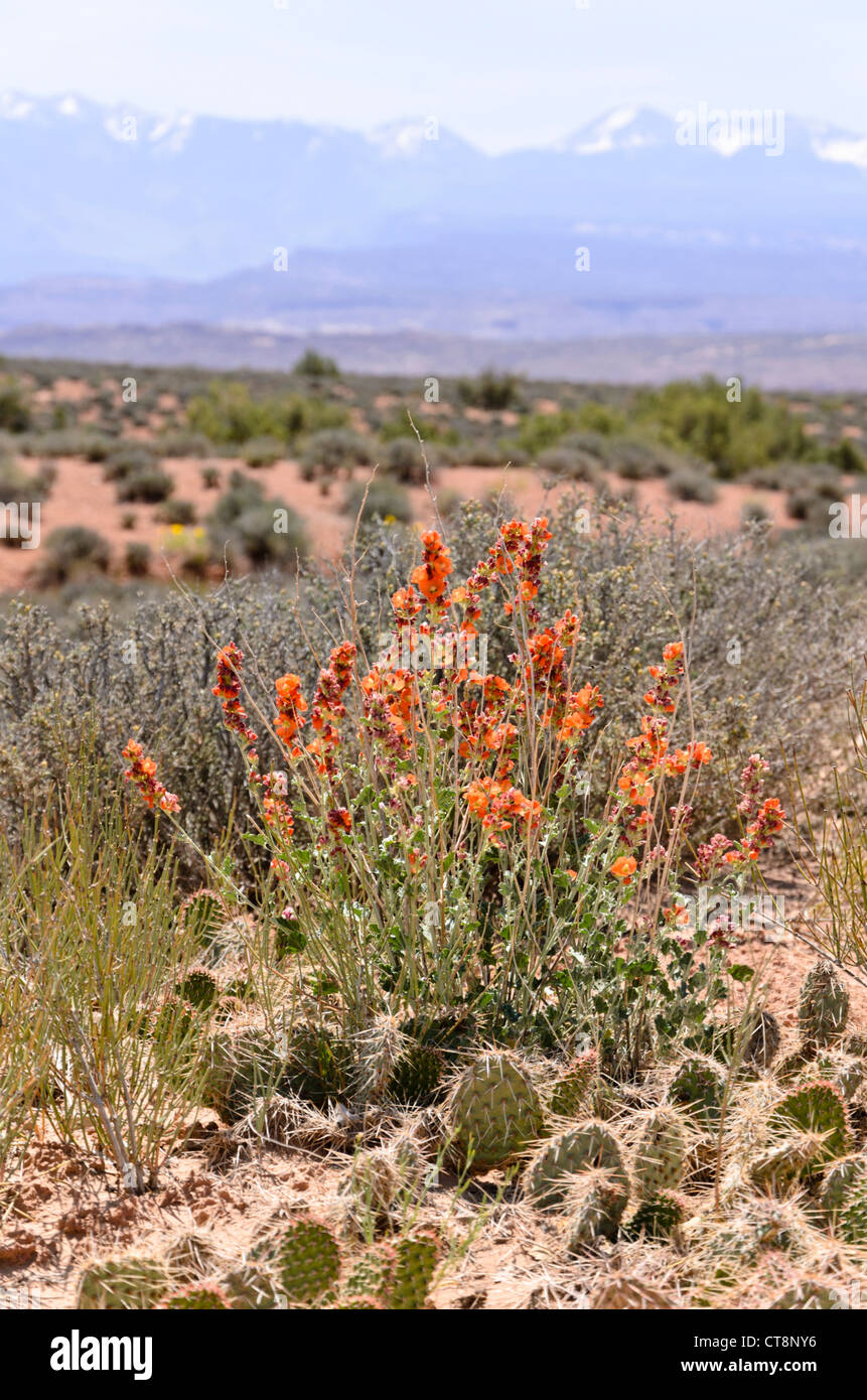 Klein-leaved Globus Mallow (sphaeralcea parvifolia), Arches National Park, Utah, USA Stockfoto