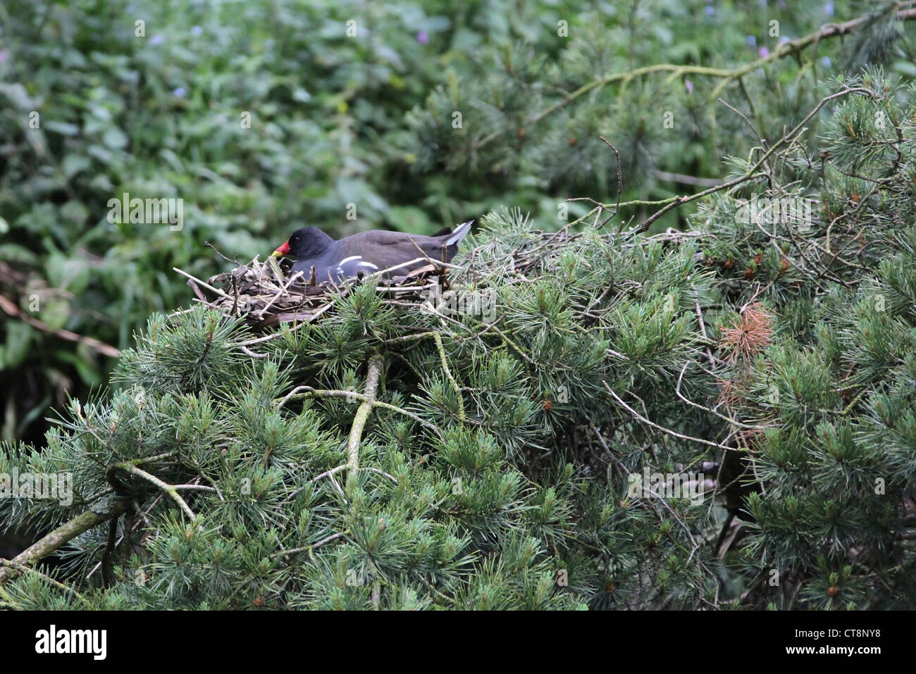 Teichhuhn nisten in einem Baum Stockfoto