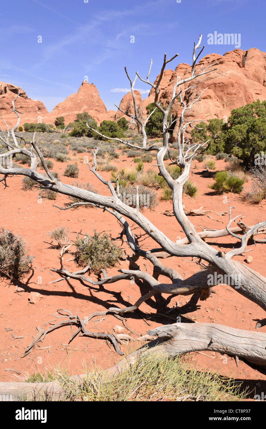 Utah Wacholderbeeren (Juniperus osteosperma), Arches National Park, Utah, USA Stockfoto