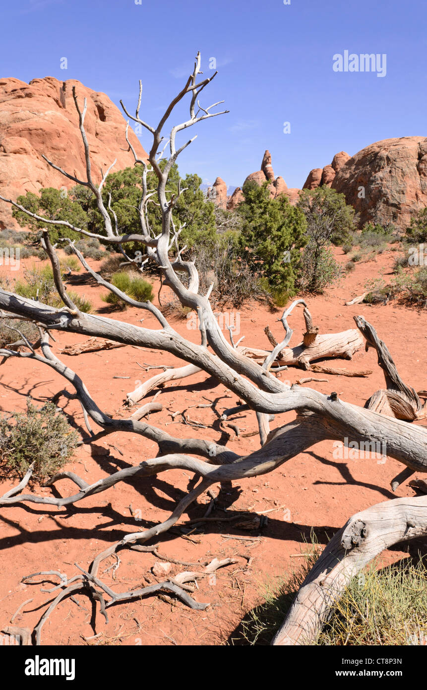 Utah Wacholderbeeren (Juniperus osteosperma), Arches National Park, Utah, USA Stockfoto