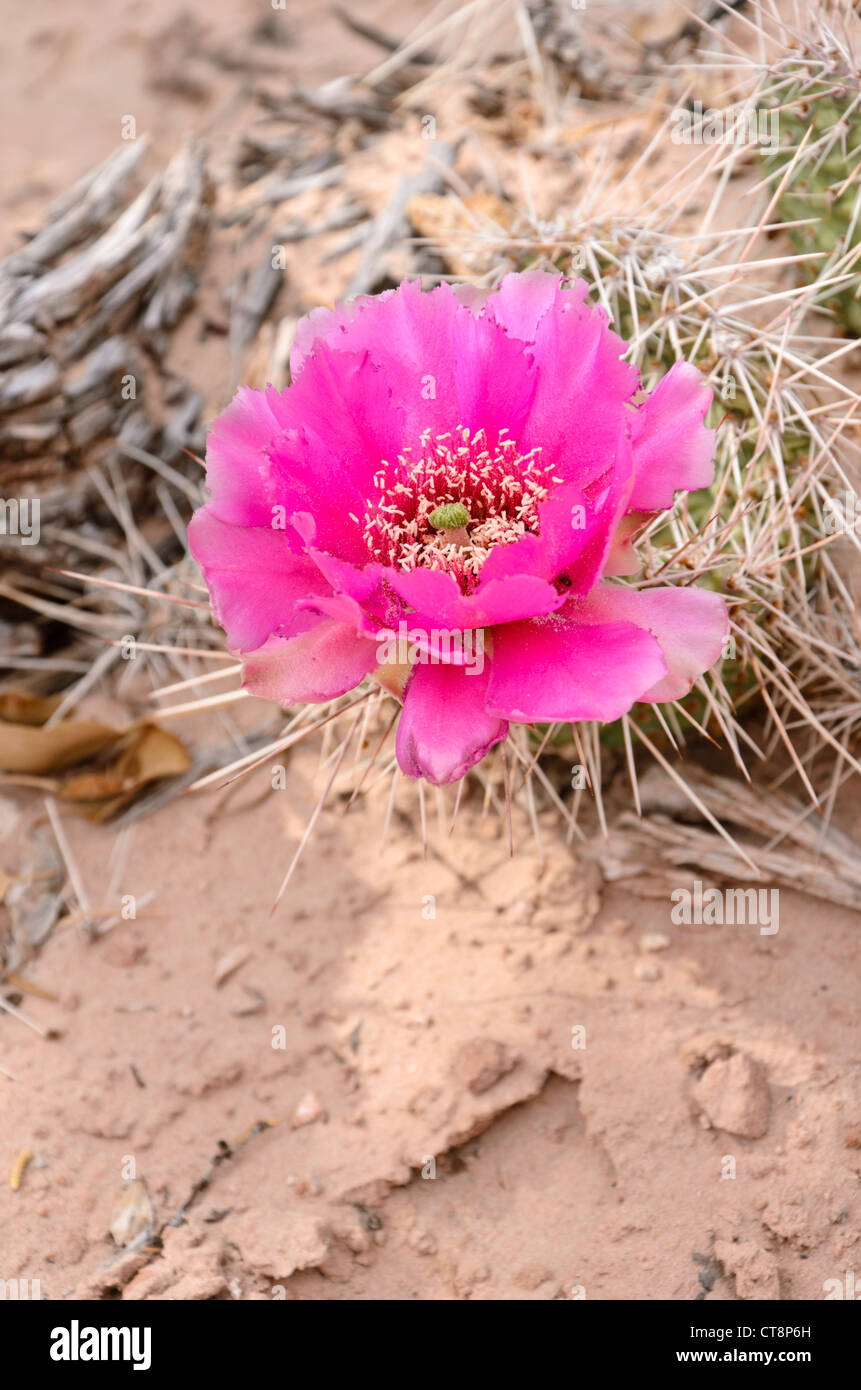 Ebenen Feigenkaktus (Opuntia polyacantha) Stockfoto