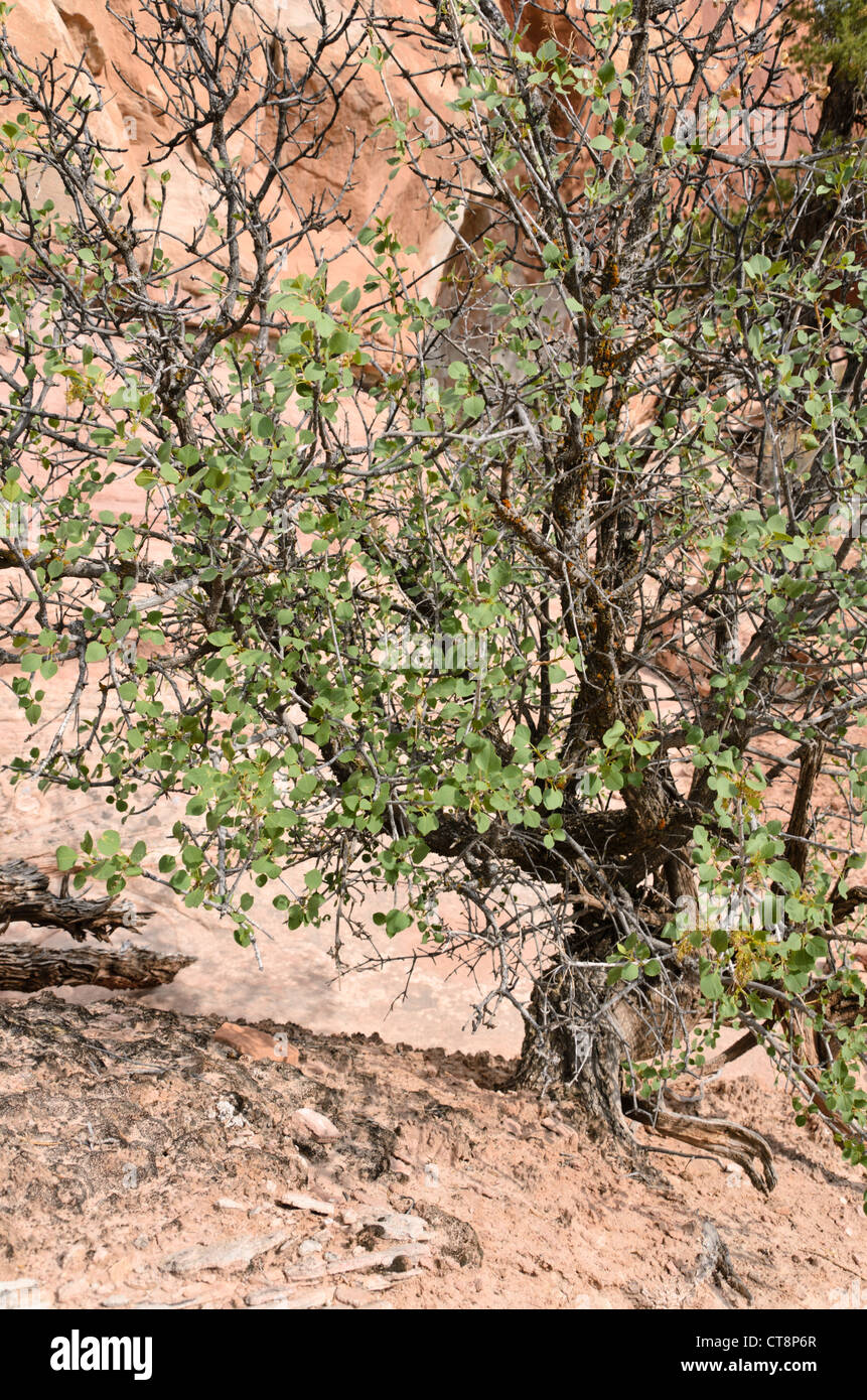 Singleleaf Esche (Fraxinus Anomala) Stockfoto