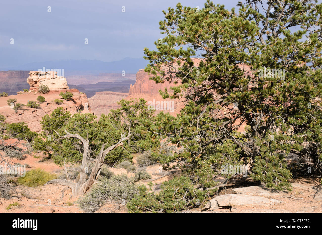 Pinyon Kiefer (Pinus edulis) und Utah Wacholderbeeren (Juniperus osteosperma), Canyonlands National Park, Utah, USA Stockfoto