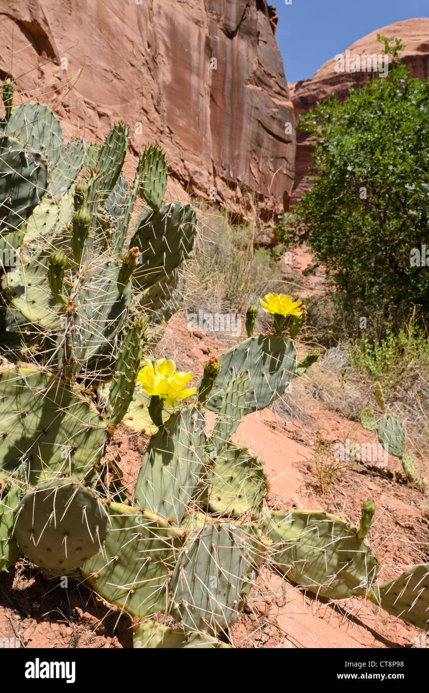 Ebenen Feigenkaktus (Opuntia polyacantha), Jäger, Canyon, Utah, USA Stockfoto