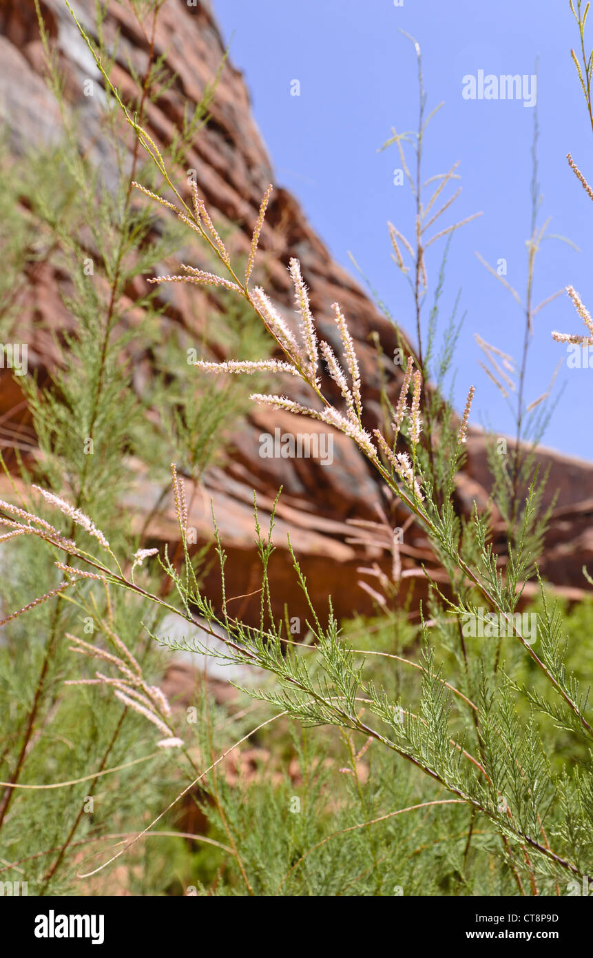 Tamariske (Tamarix), Jäger, Canyon, Utah, USA Stockfoto