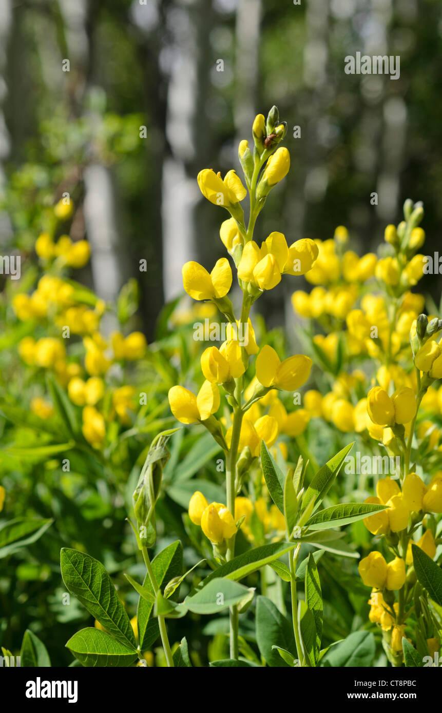 Goldene Banner (thermopsis montana) Stockfoto
