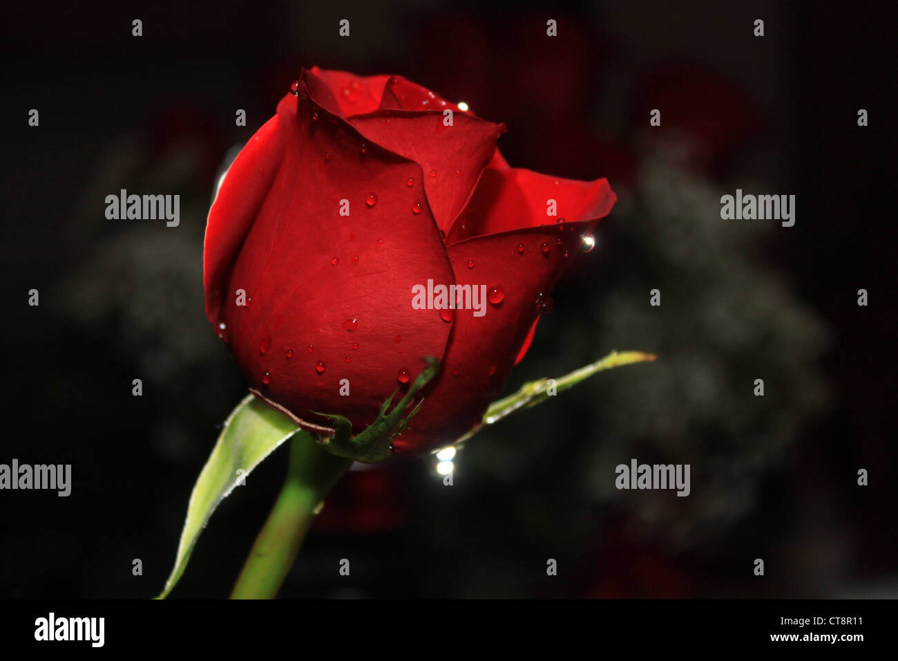 Eine Rose mit Wassertropfen. Stockfoto