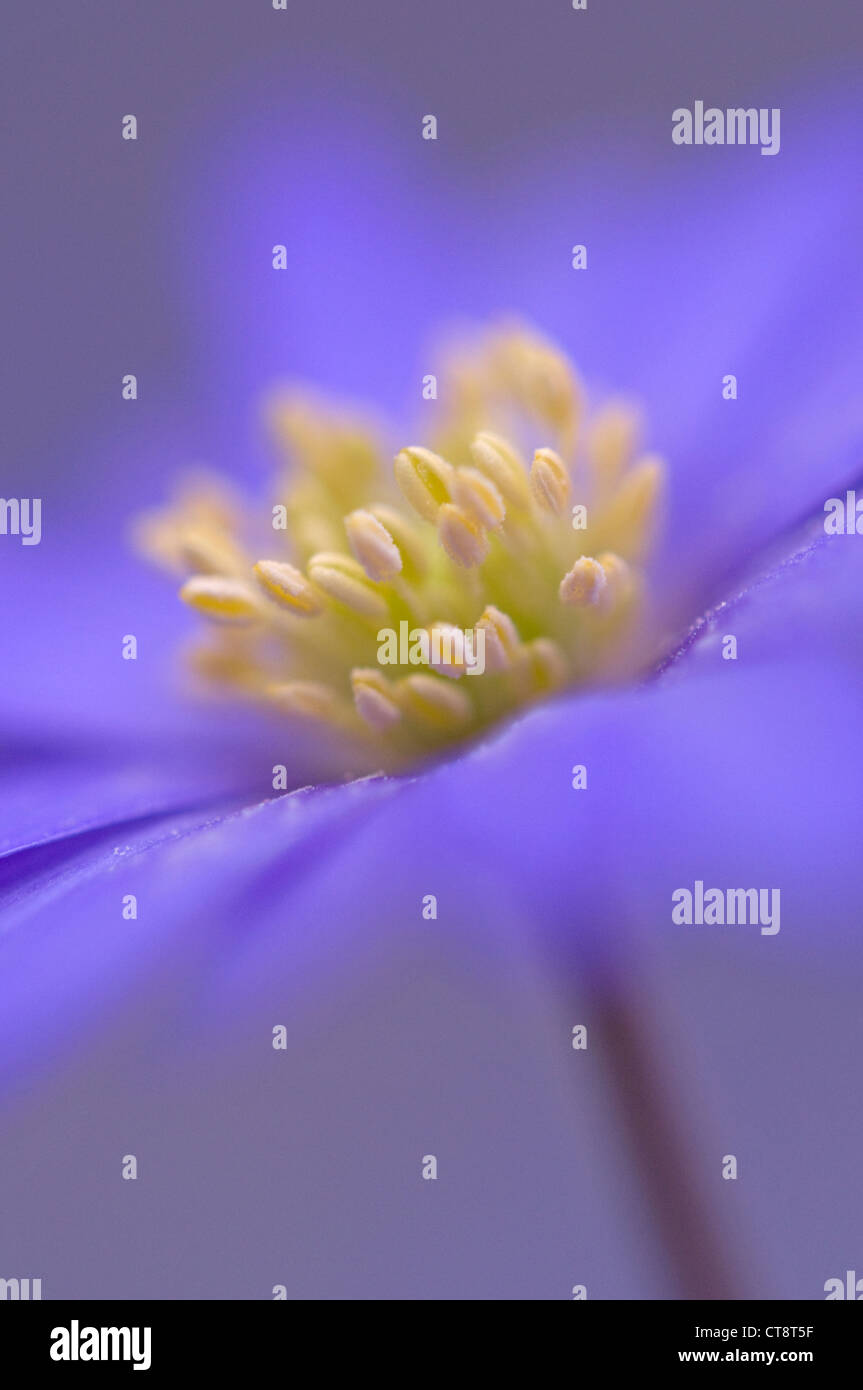 Anemone Blanda 'Atrocaerulea', Anemone Stockfoto