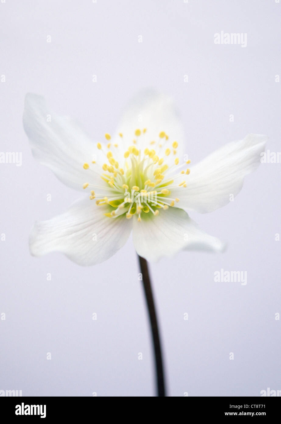 Helleborus Niger, Christrose Stockfoto