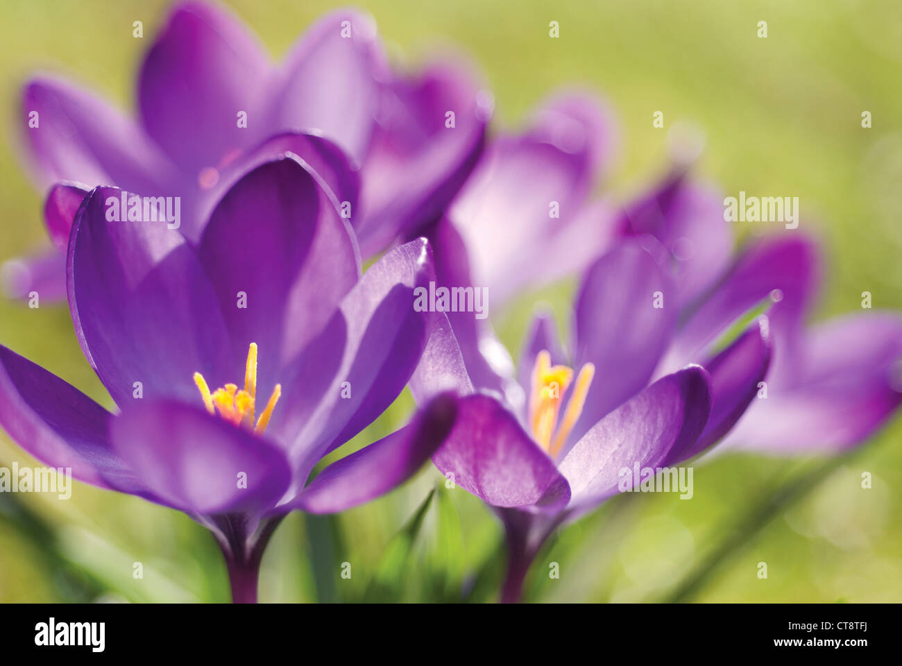 Crocus Vernus, Crocus Stockfoto