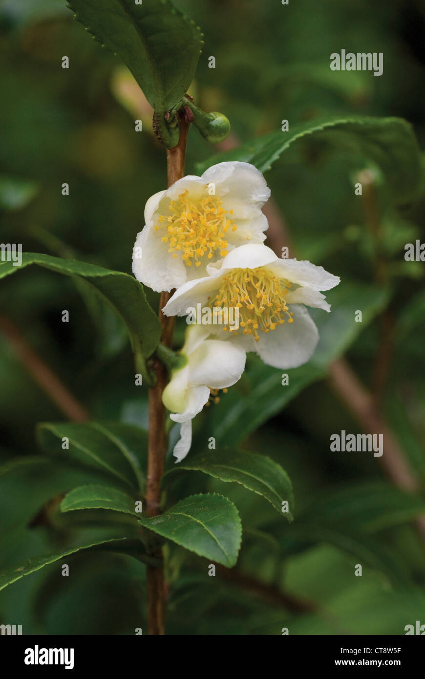 Camellia Sinensis, der Teepflanze Stockfoto