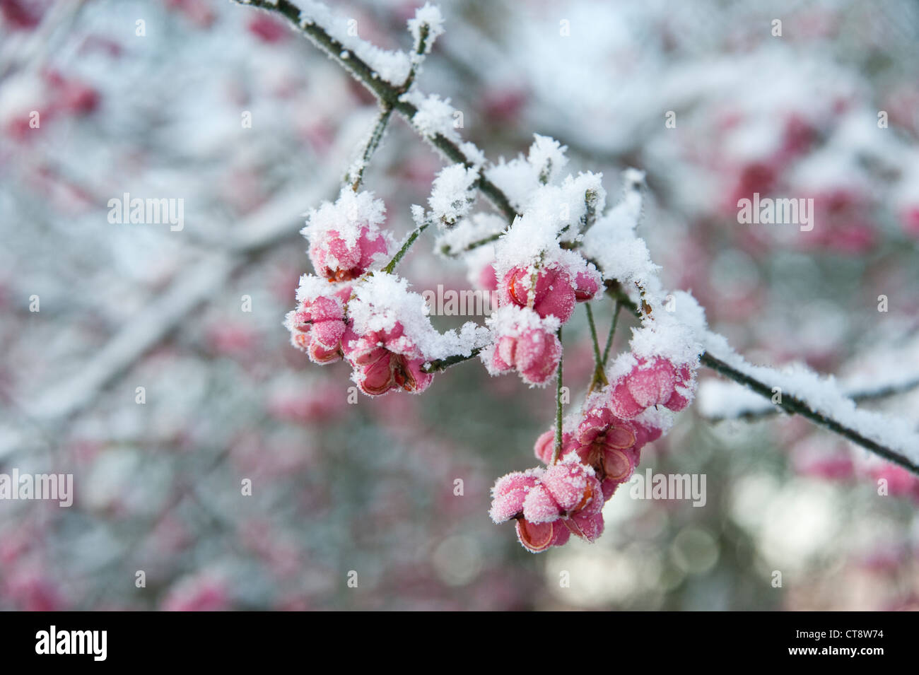 Spindel-Baum, Euonymus Europaeus, rosa Blütenstand auf einem Ast mit einer leichten Beschichtung des Schnees. Stockfoto