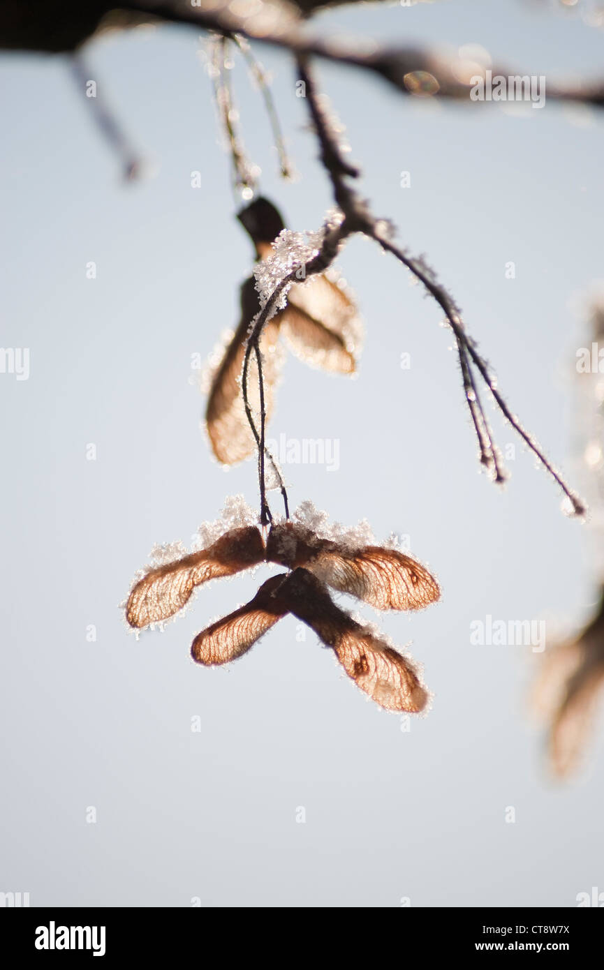 Acer Campestre, Feldahorn Stockfoto