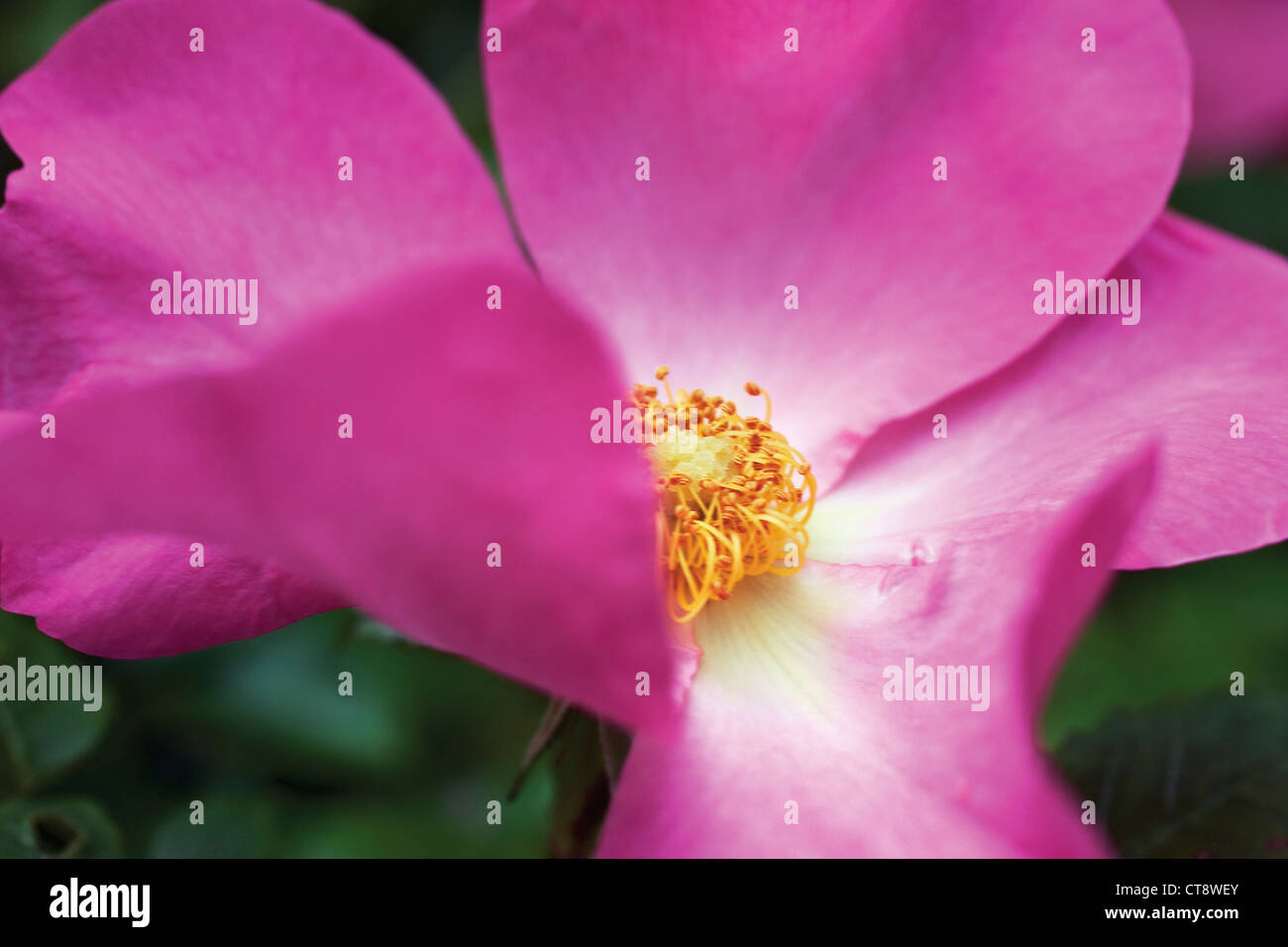 Rosa 'Summer Breeze', Rose, Wild rose, Hund stieg Stockfoto