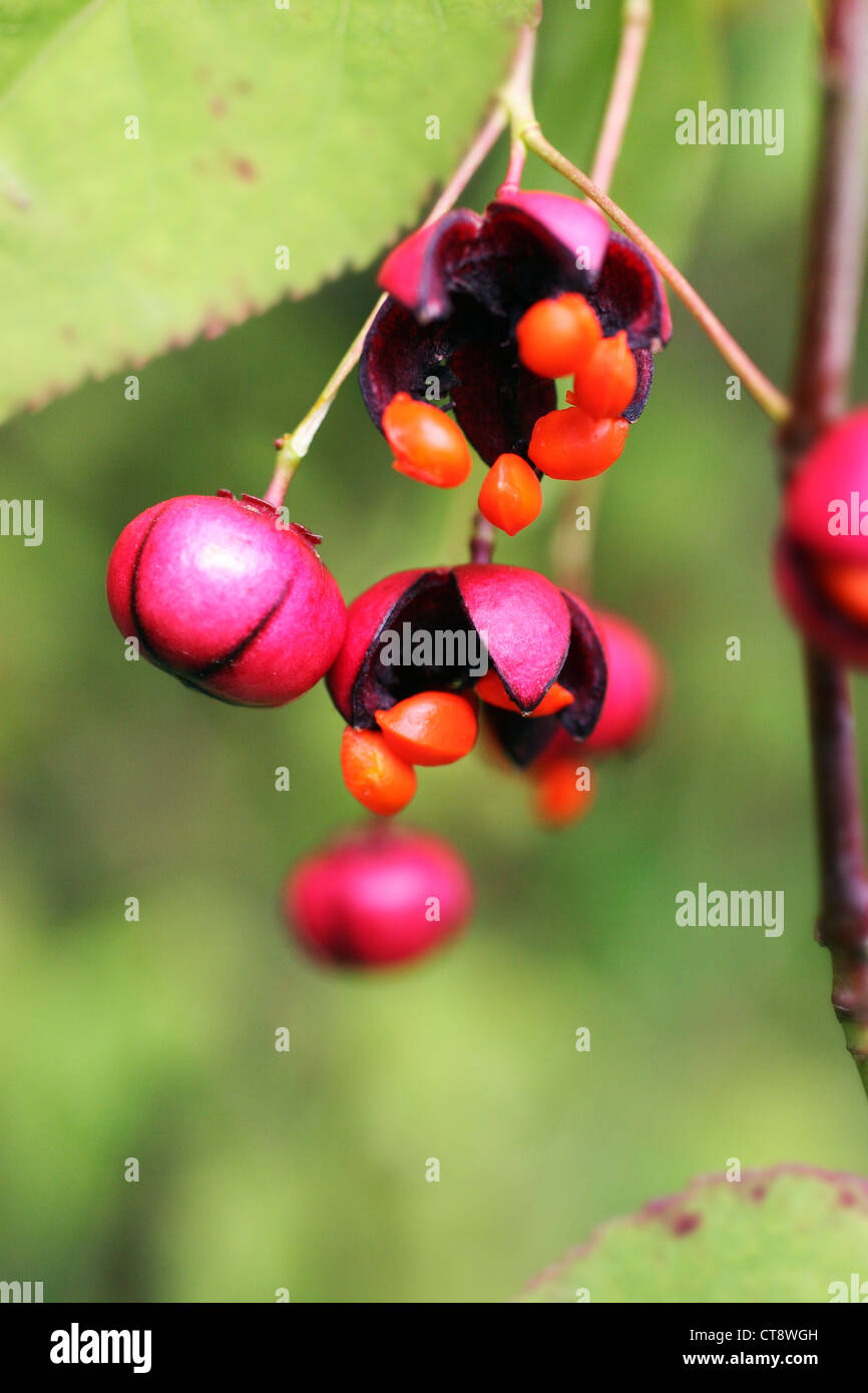 Euonymus Europaeus, Spindel Baum Stockfoto