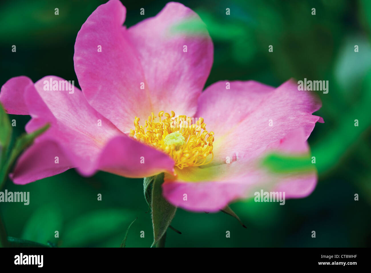 Rosa 'Summer Breeze', Rose, Wild rose, Hund stieg Stockfoto