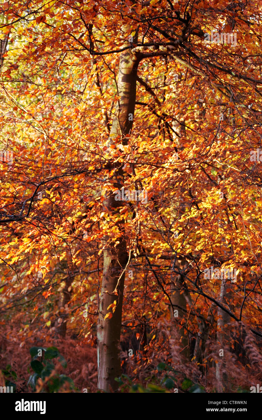 Fagus Sylvatica, Buche Stockfoto