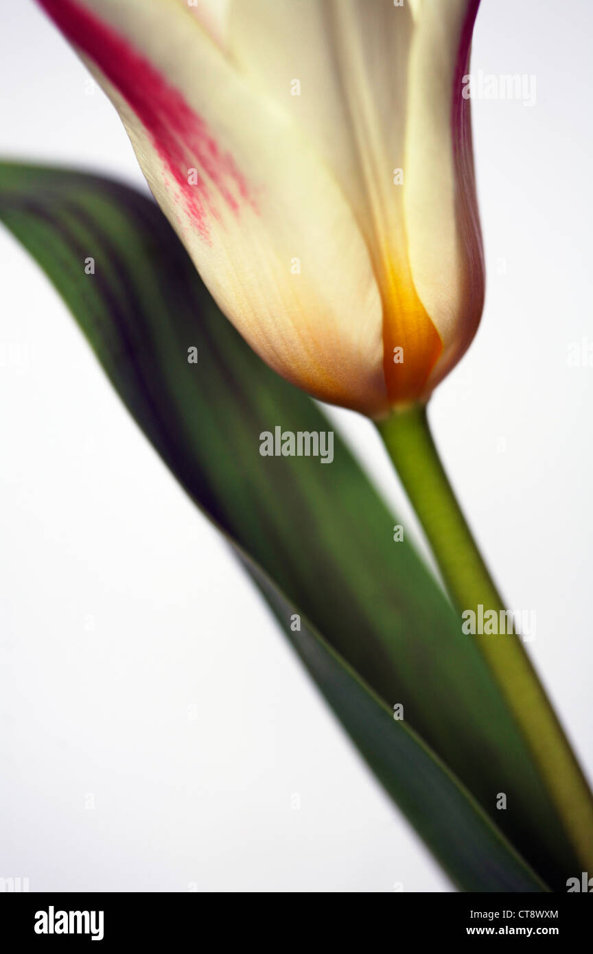 Tulipa 'Giuseppe Verdi' Tulip Stockfoto