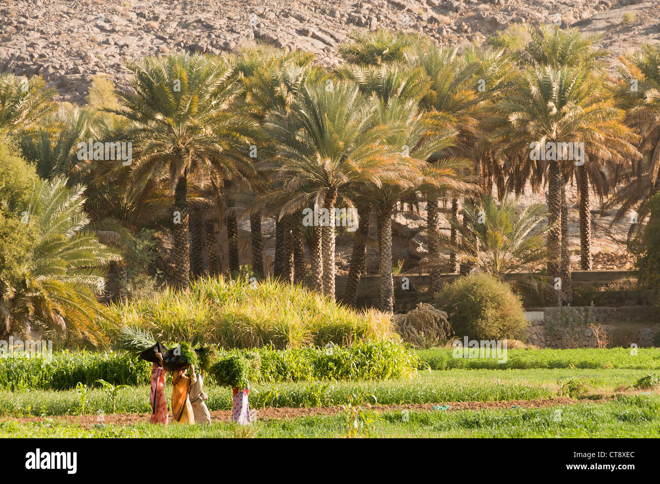 Elk207-2521 Oman, Tanuf, landwirtschaftliche Felder mit Arbeiter Stockfoto