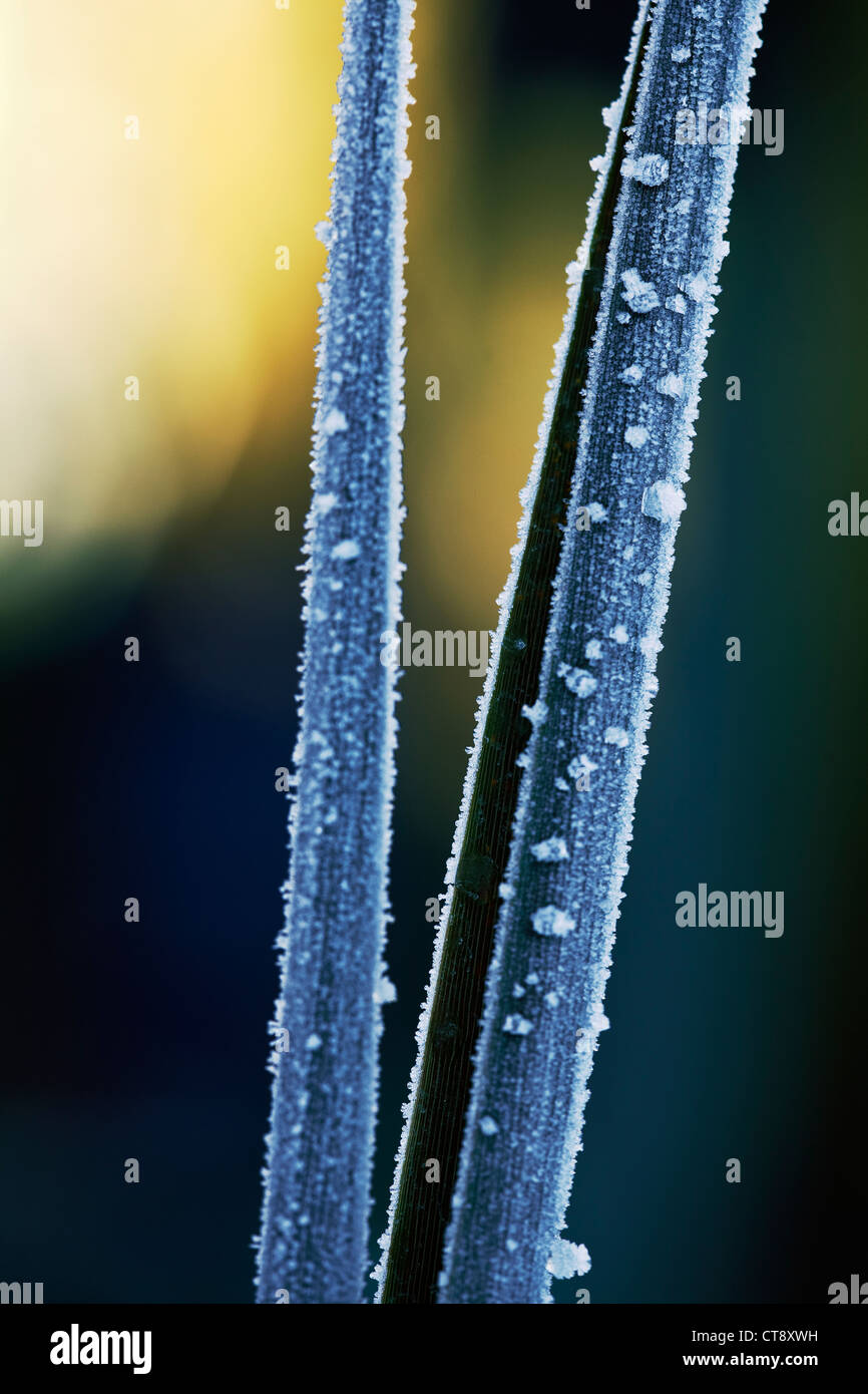 Cordyline Australis "Sundance", Cordyline Stockfoto