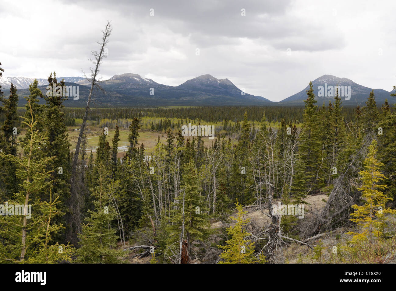 Berge und sumpfige Nadelwälder in der Nähe der Stadt Champagne, in Champagne und Aishihihik First Nations Territory, Yukon, Kanada. Stockfoto