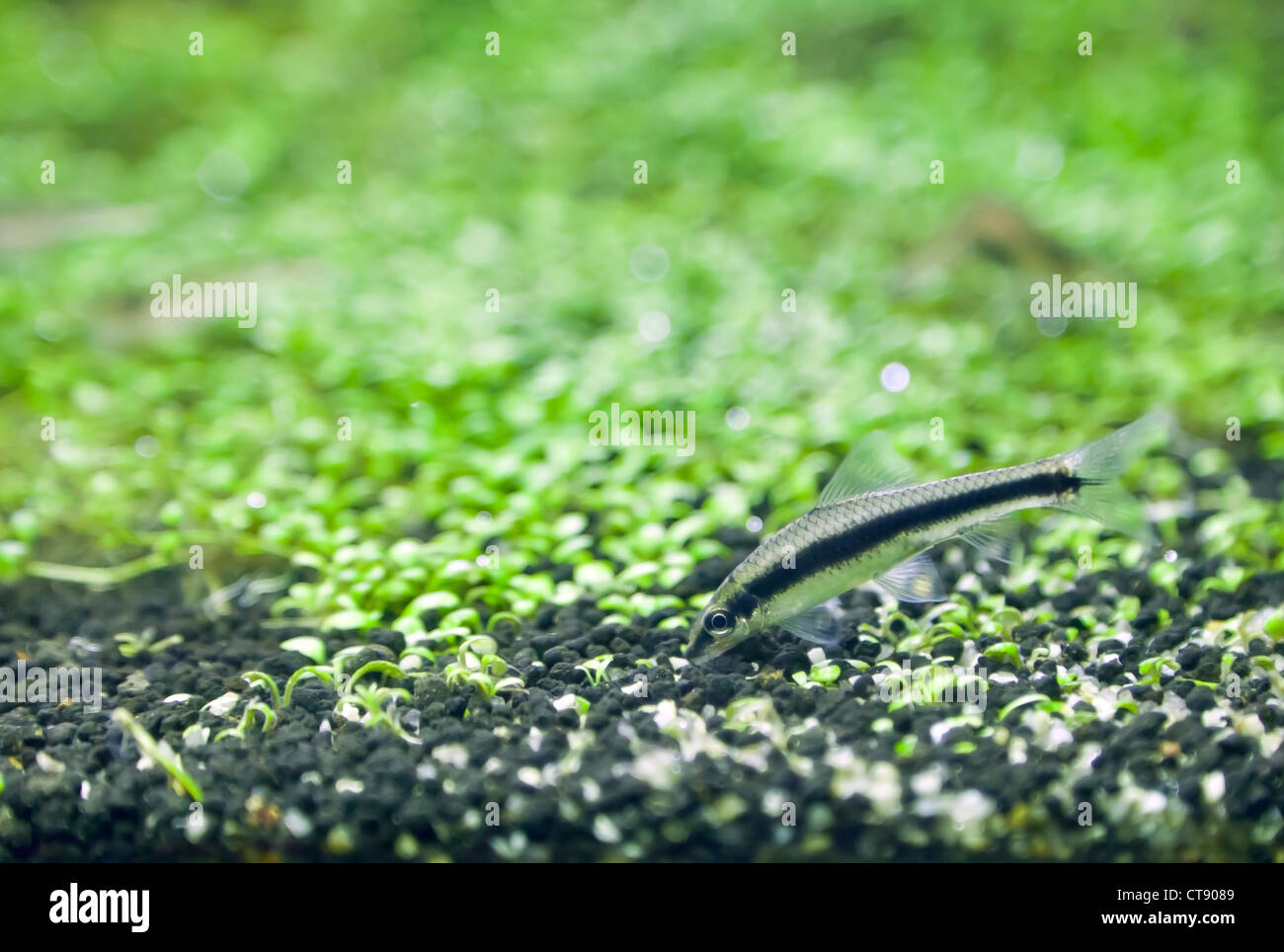 Crossocheilus siamensis Stockfoto