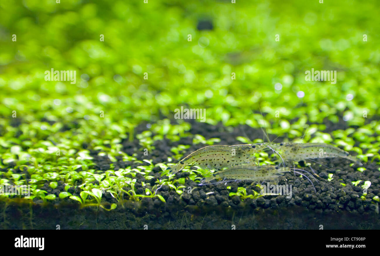 Garnelen essen Alge auf Glossostigma elatinoides Stockfoto