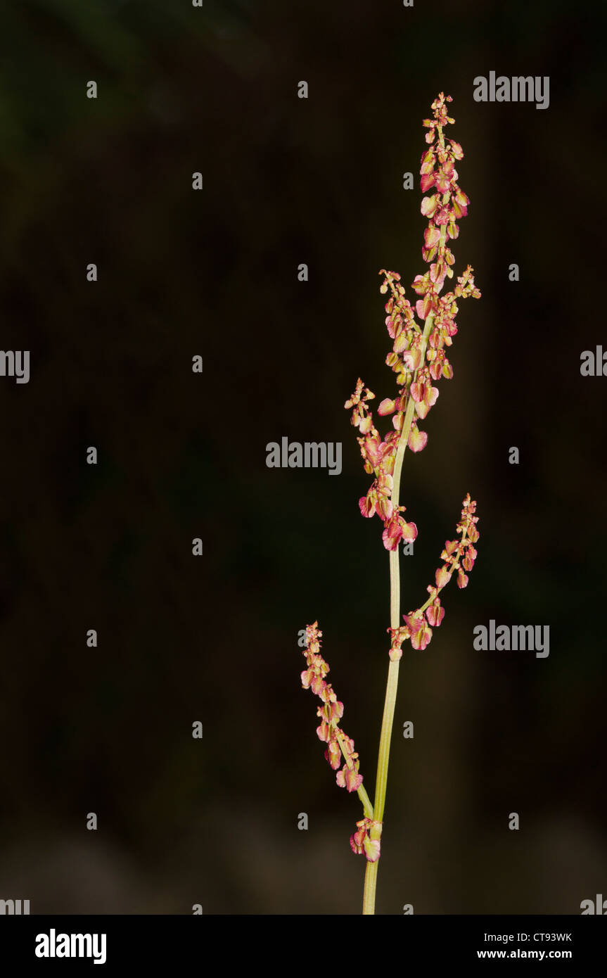 Rumex liegen (Sauerampfer) Stockfoto
