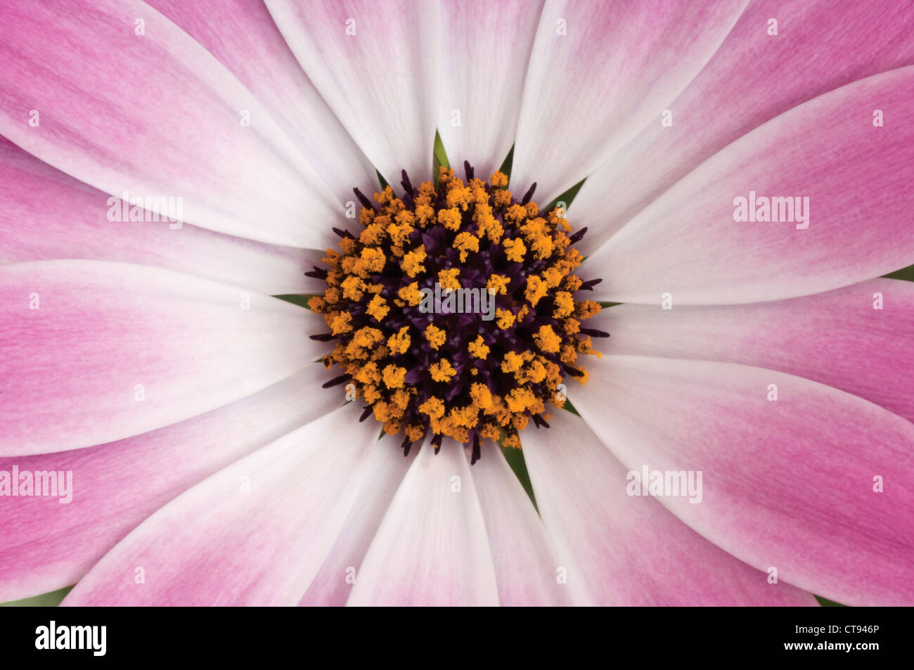 Osteospermum, Cape daisy Stockfoto