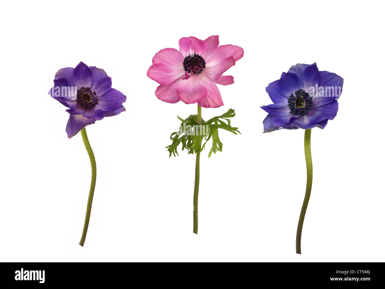 Anemone X hybrida, Anemone Stockfoto